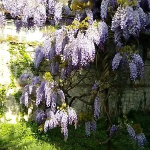 Osmanthus Couette-café